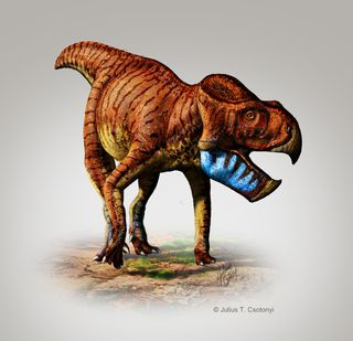 Illustration of <i>Gryphoceratops morrisoni</i>,