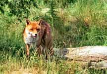 A_fox.jpg