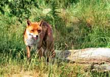 A_fox.jpg