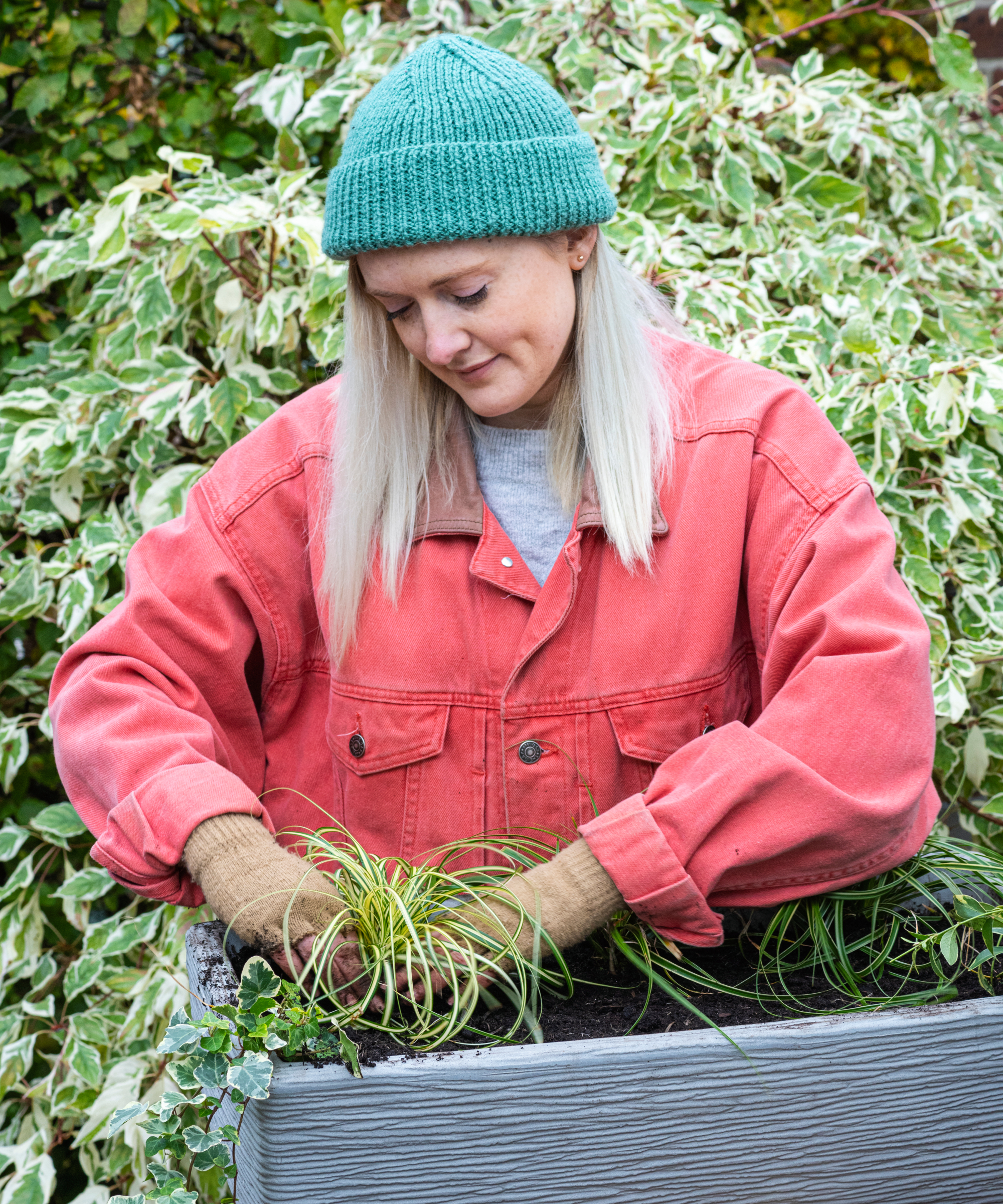 Step-by-Step Planting Containers, planting carex.