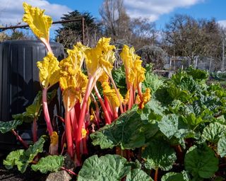 Forced rhubarb growing next to non-forced rhubarb
