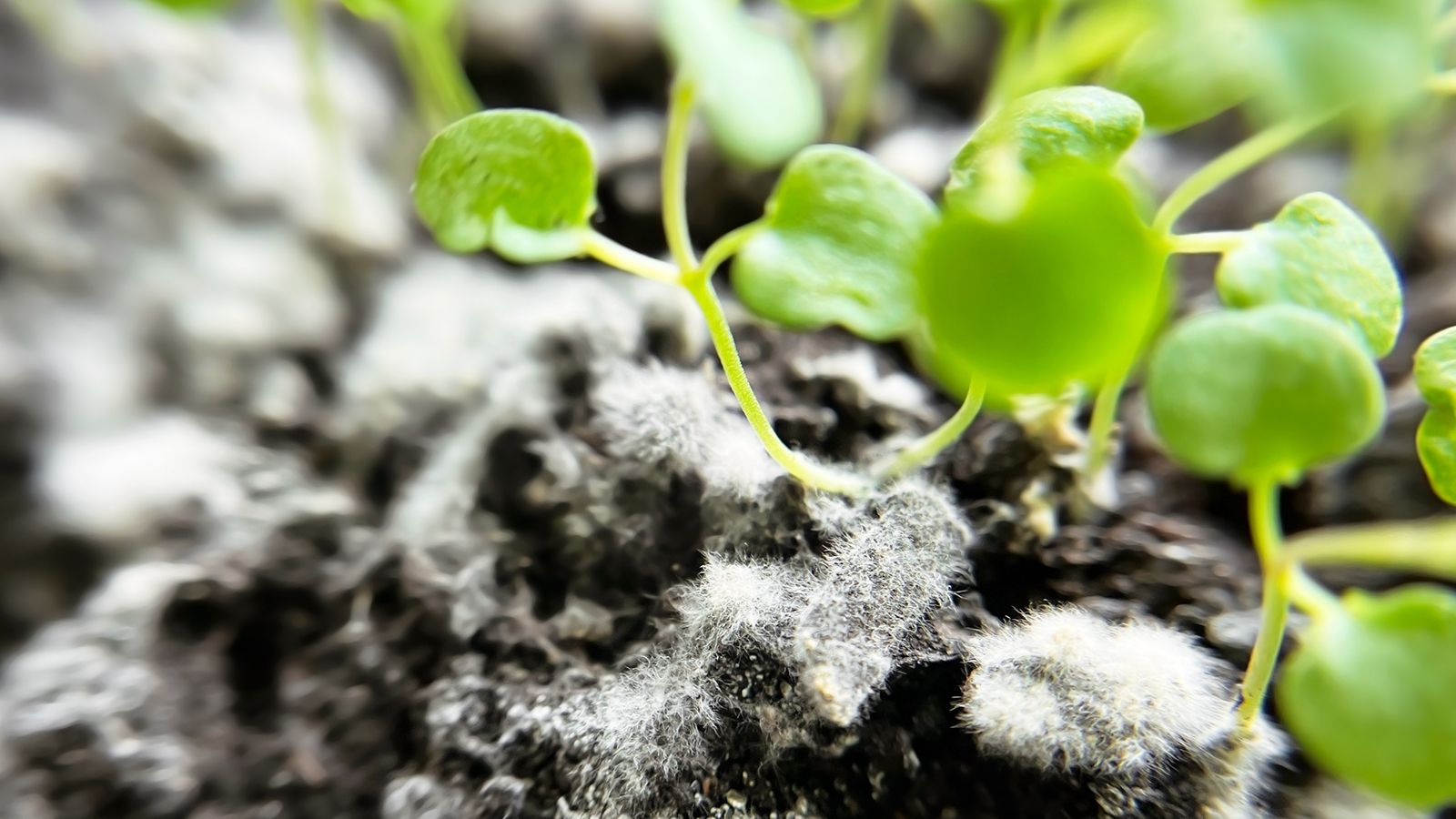 White mold on seedling soil
