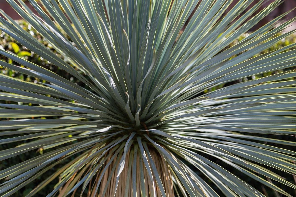 Hardy Yucca Plants Tips On Growing Yucca In Zone 7 Regions Gardening Know How