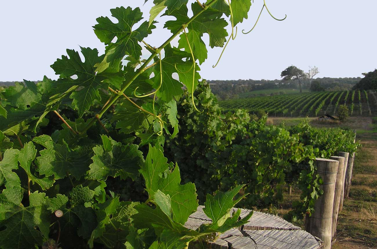 Woodlands Wines Cabernet Sauvignon vines