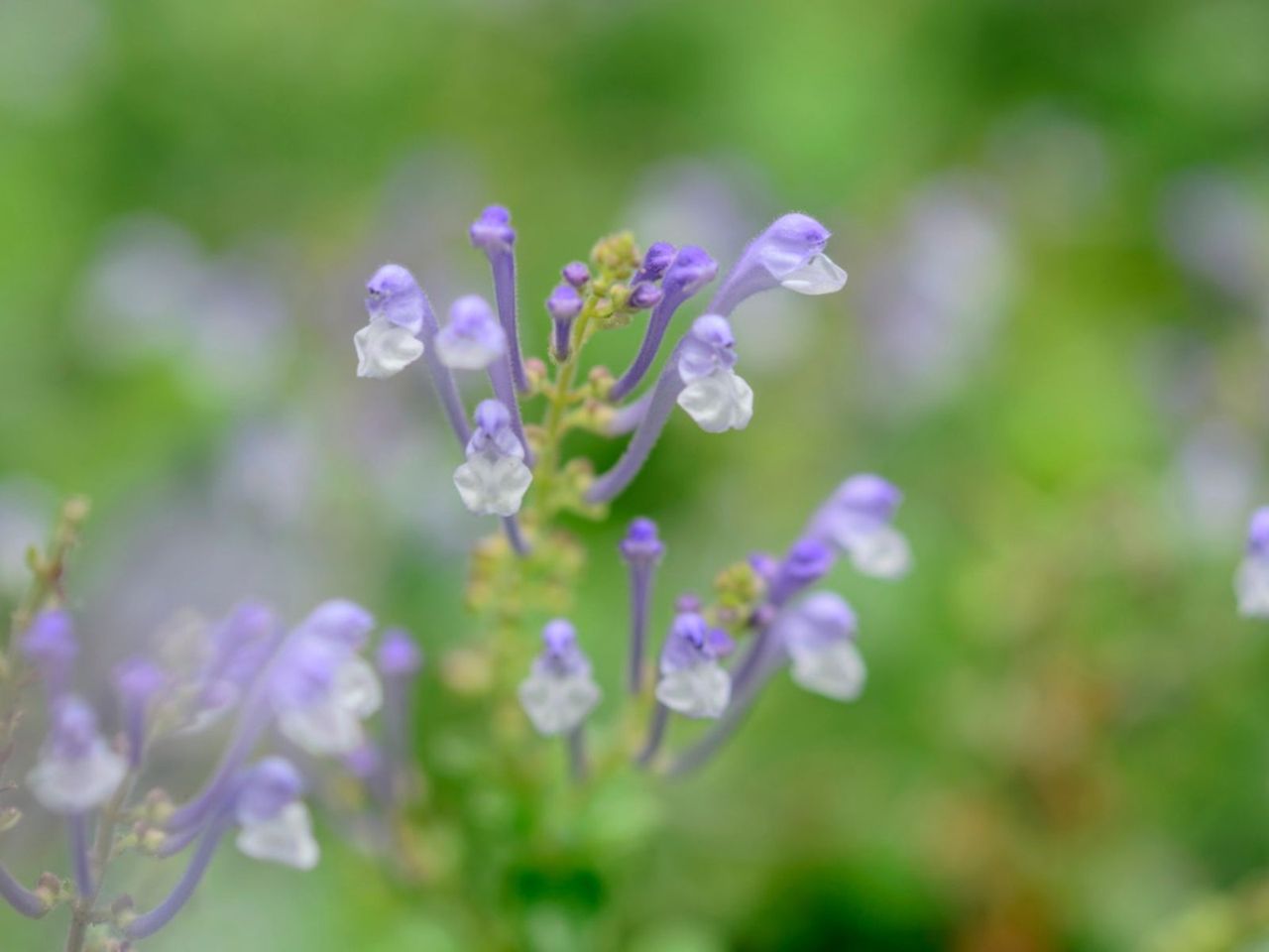 Purple Skullcap Plants