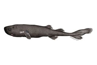 Illustration of a pocket shark.