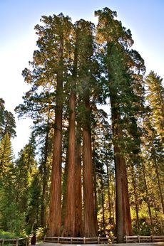 tallest trees on earth