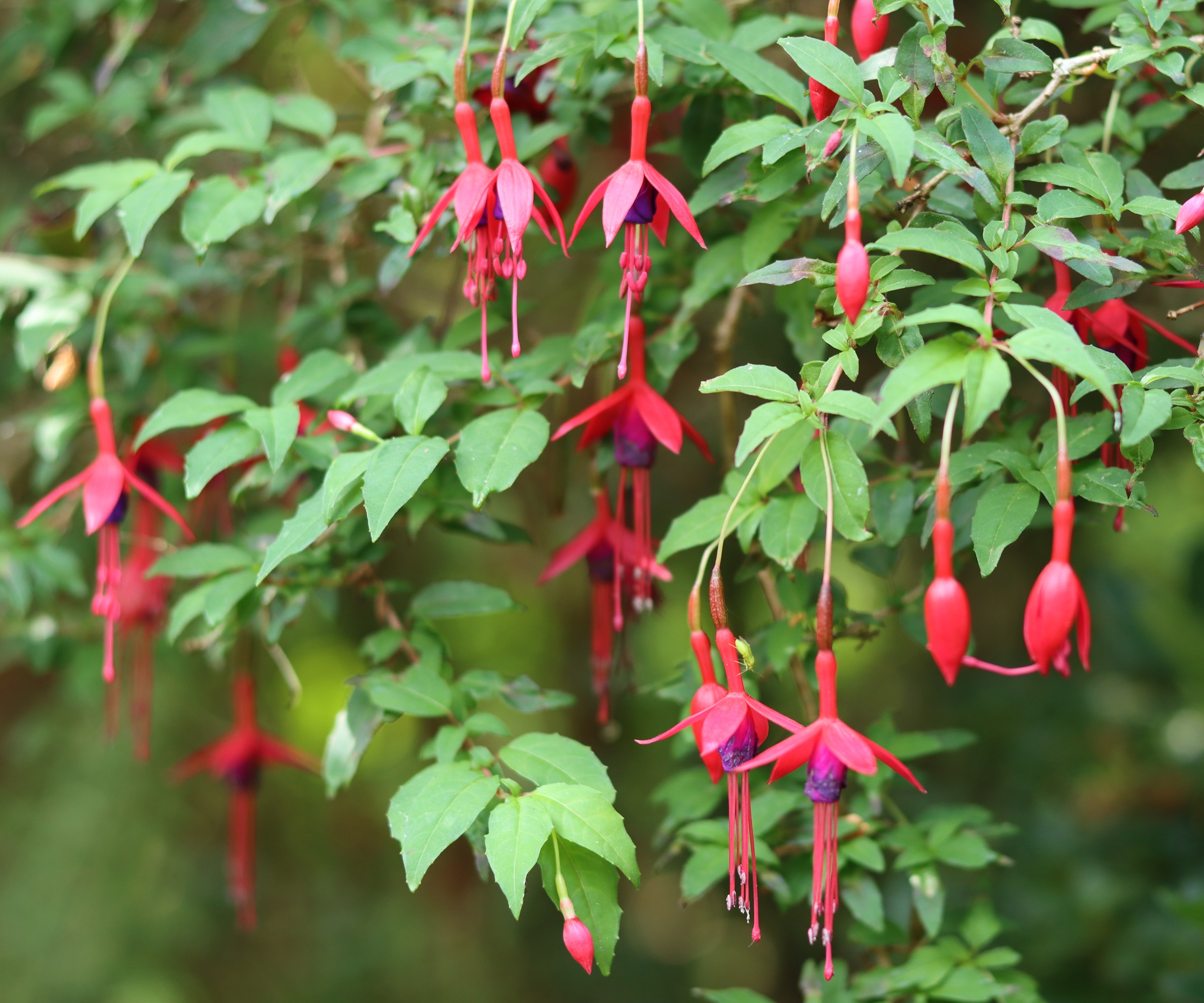 Hardy fuchsia in flower