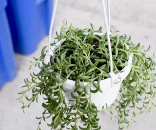 string of bananas plant in a white hanging planter