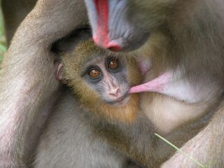Mandrill with baby feeding at the Centre International de Recherches Médicales.