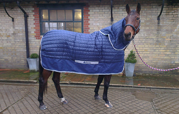 fab bucas rug