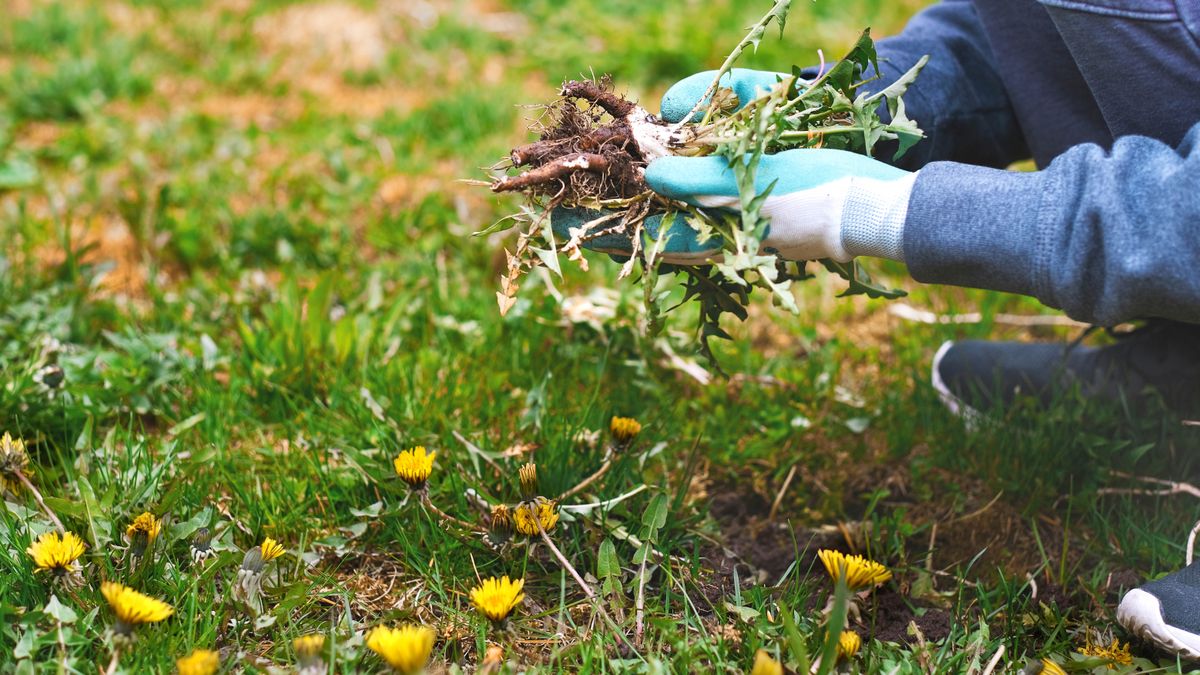 Someone removing weeds