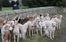 hounds.jpg