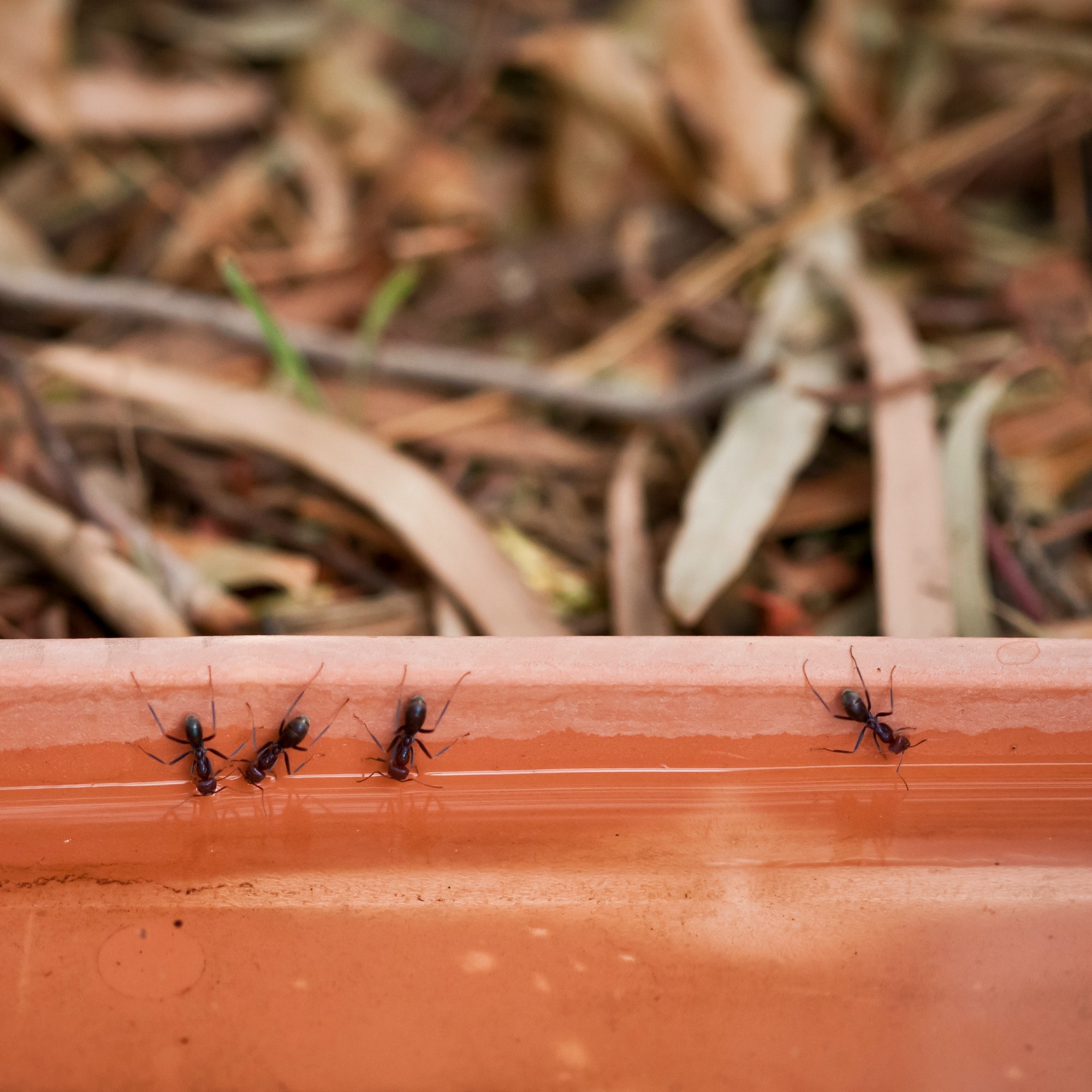 Ants on a garden planter
