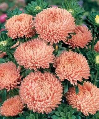 China aster 'Lady Coral Salmon'