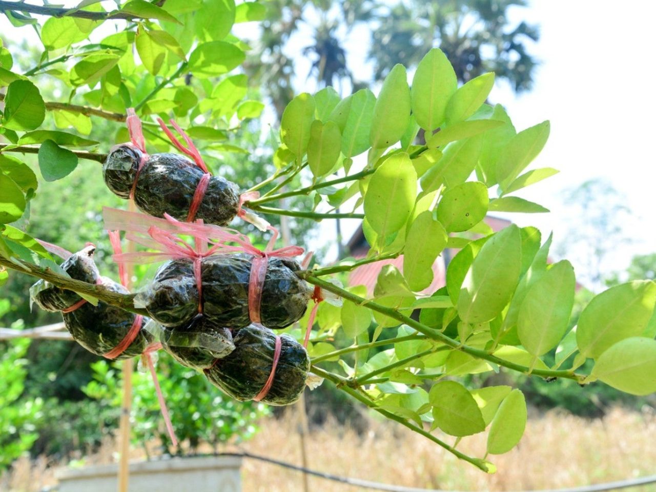 Several layering grafts on a tree branch