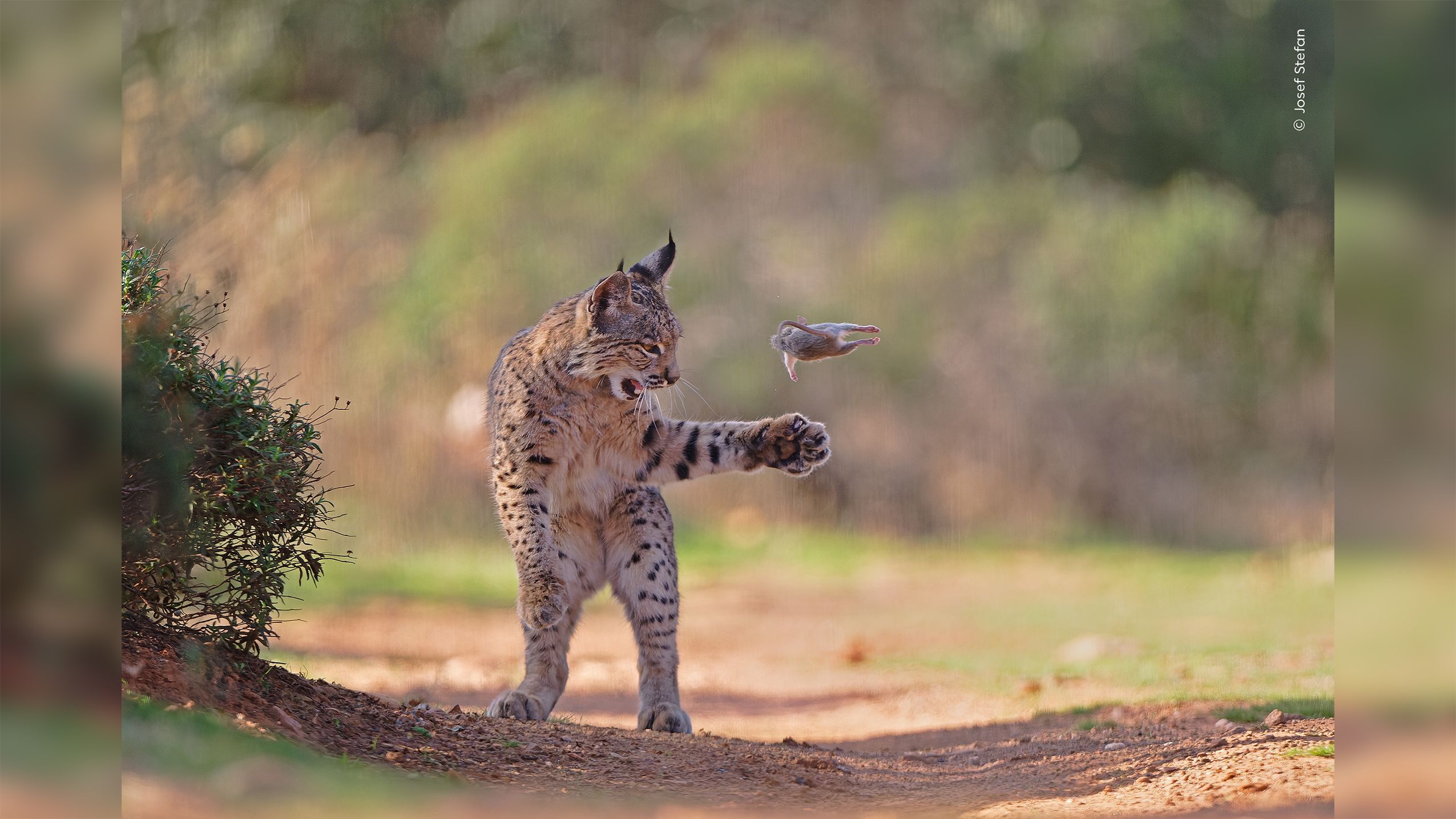 Iberian Lynx Photo Wins Wildlife Photographer of the Year