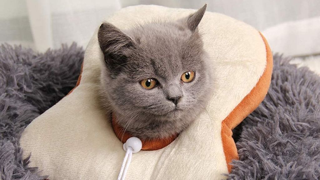 Five cat and dog head cone alternatives to help recovery PetsRadar