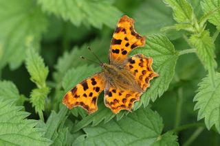 A pretty Comma Butterfly, Polygonia c-album, resting on a stinging nettle plant GettyImages-1331639172
