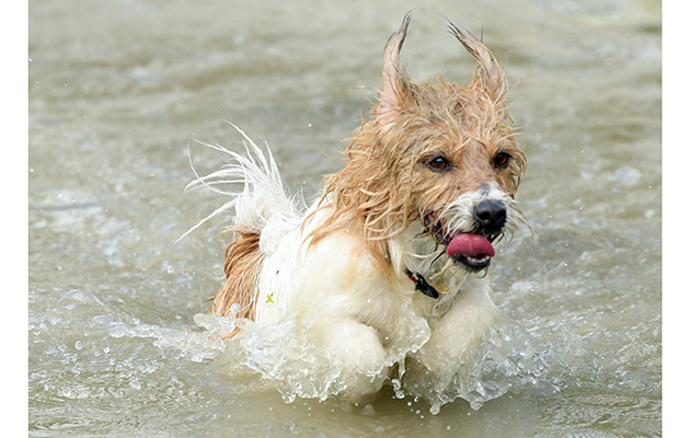 Dogs cool down at the end of cross-country