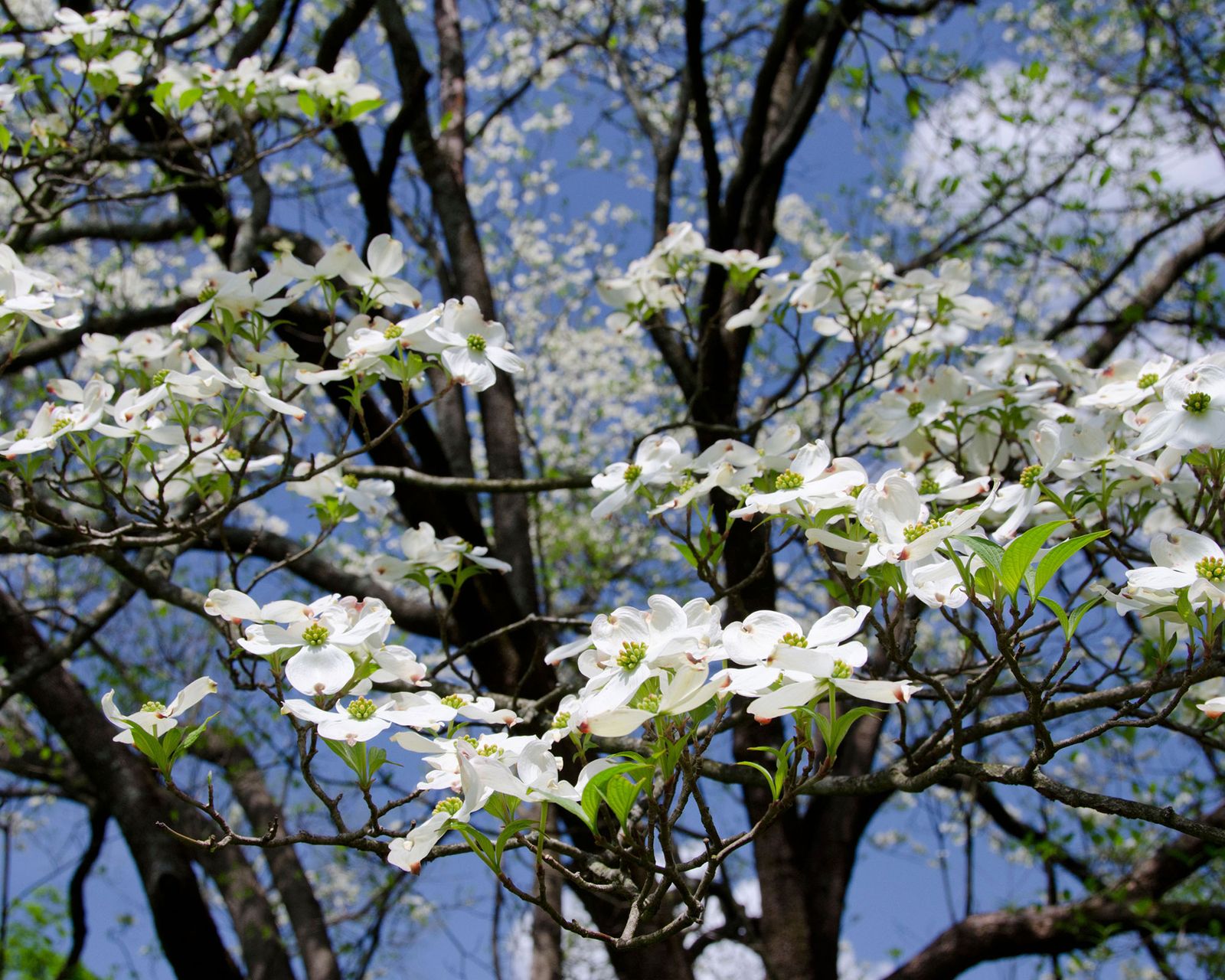 Best trees for shade 9 top growers for shady spots Gardeningetc