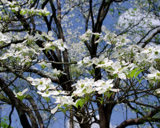 flowering dogwood tree in spring with white flowers
