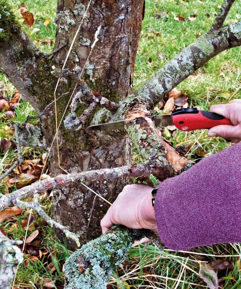 How to prune apple trees mustknow advice for how and when Gardeningetc