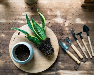 snake plant being repotted with soil and tools