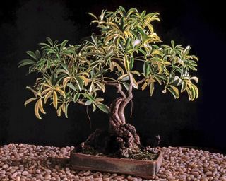 Schefflera umbrella bonsai tree set on pebbles against dark background