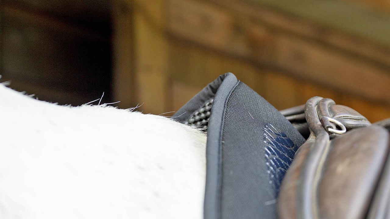 Shires Performance Air Motion Pro saddlecloth review