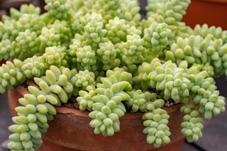 A close-up of a burro's tail succulent