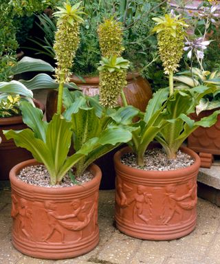 eucomis flowering in deep containers in summer