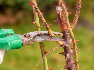 pruning rose bush with secateurs