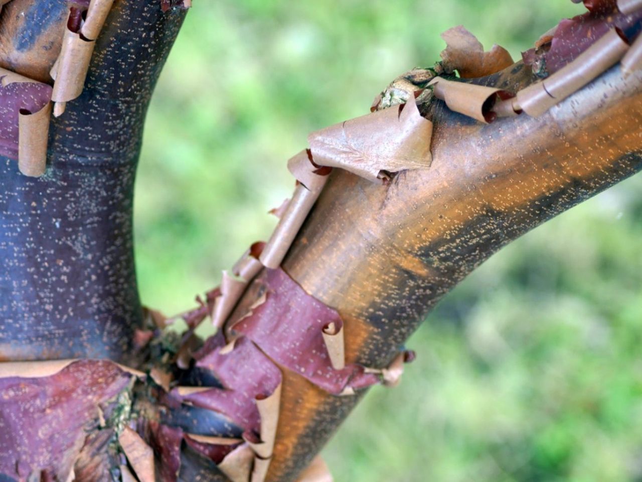 Peeling Paperbark Maple Tree