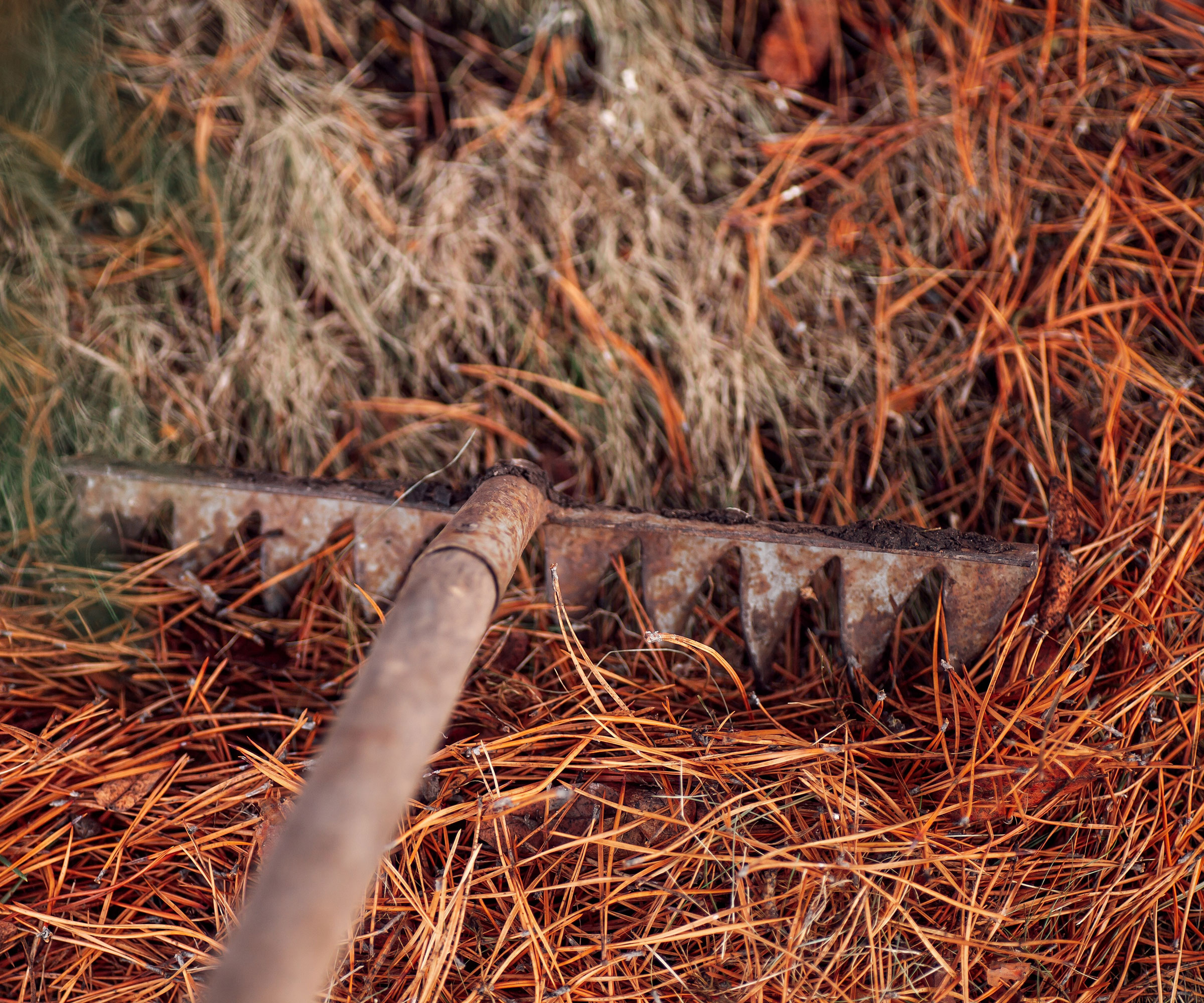 rake being dragged through pine needles