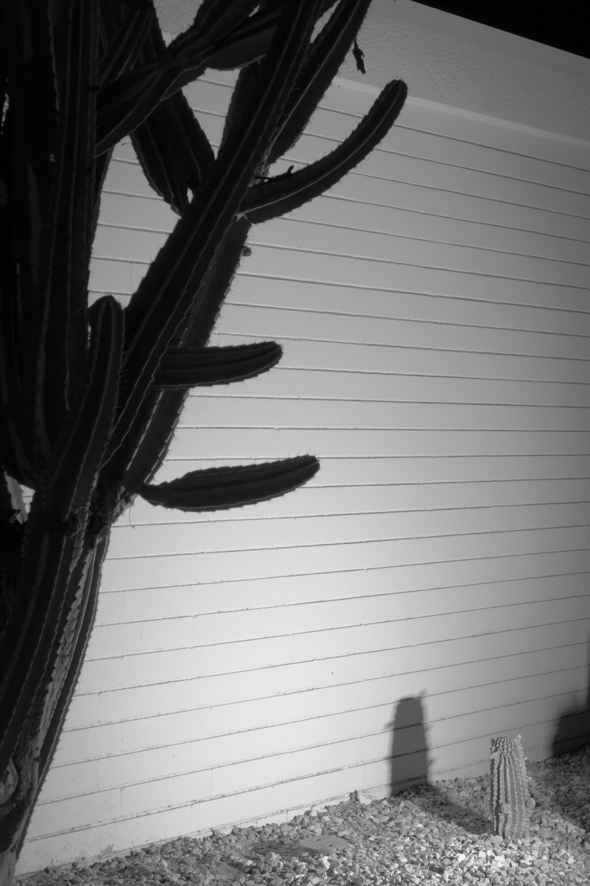 Palm Springs at Night, shot and shown as an evening tour story during palm springs modernism week 2026