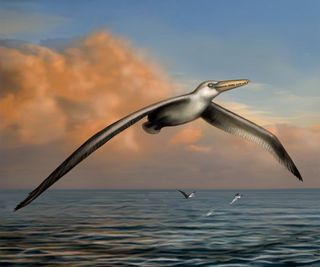 Here, an illustration of what may be the largest flying bird, an extinct beast with a wingspan of 20 to 24 feet (6.1 to 7.3 meters) that flew the skies some 25 million to 28 million years ago.