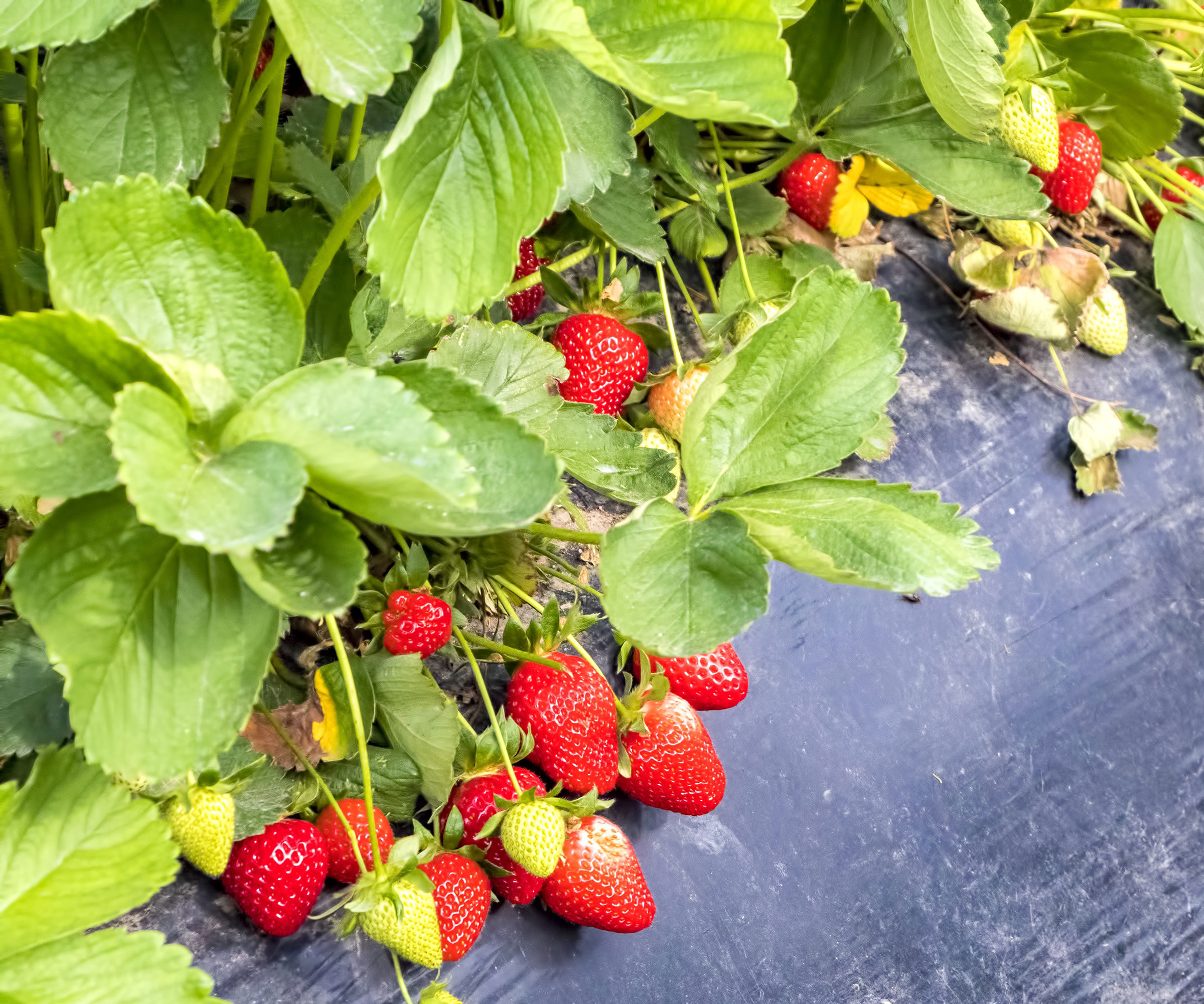 strawberry plants with weed suppressing fabric