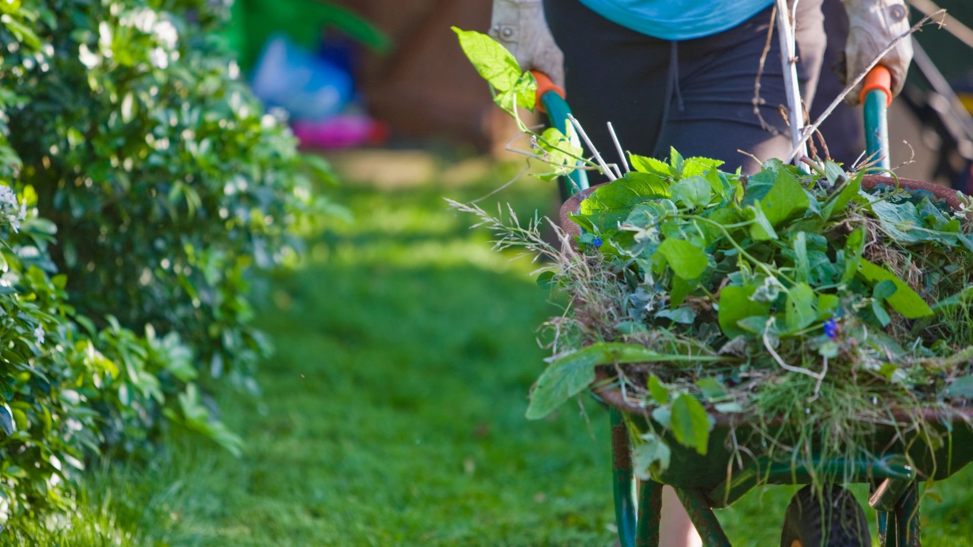picture of person carrying wheelbarrow filled with weeds and garden cuttings