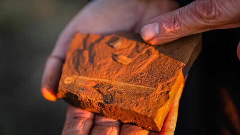 Fossilised stomach contents of a 15 million year old fish.