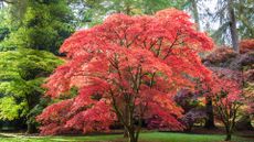 Red, orange and brown leaves adorn this Japanese Maple