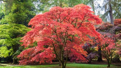 Red, orange and brown leaves adorn this Japanese Maple