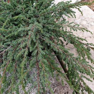 Juniperus Communis 'repanda'