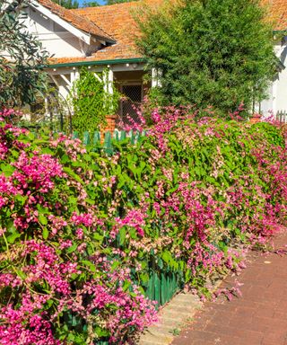 Weigela Pink Princess clipped into a hedge with a picket fence