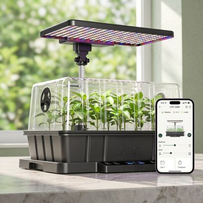 letpot seed starter on kitchen counter with cellphone
