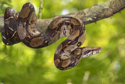 Boa constrictor in a tree.