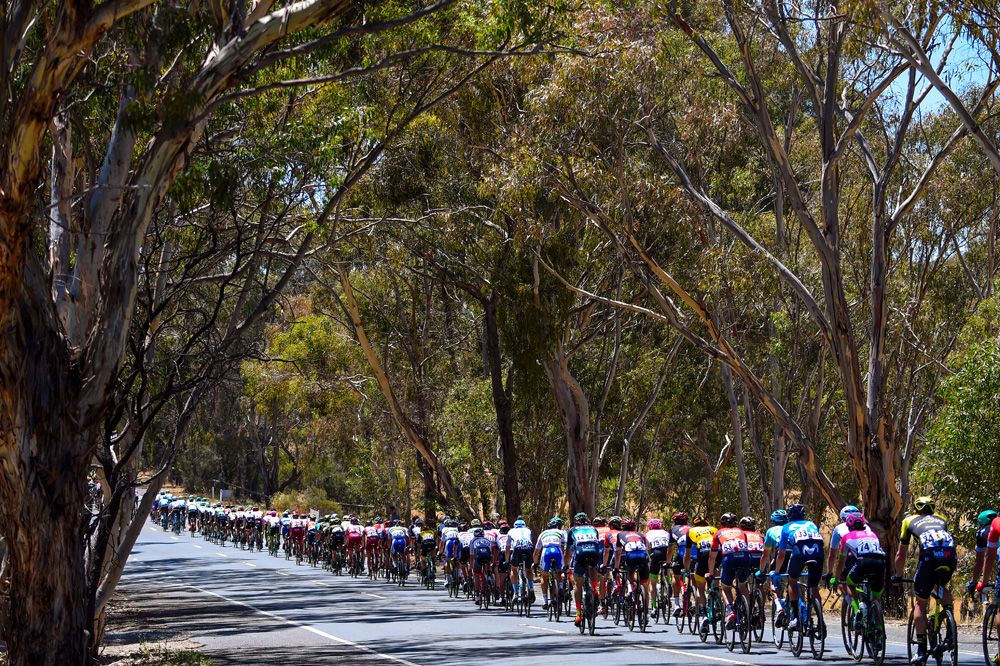 The peloton was lined out under the trees
