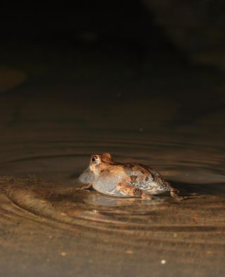 A male tungara frog makes ripples as it emits a mating call.