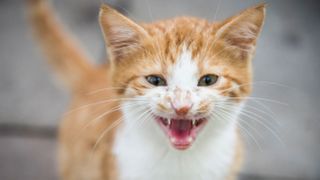 Ginger and white cat meowing outside