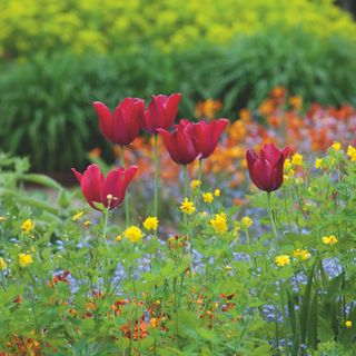 Red tulip flowers growing in garden